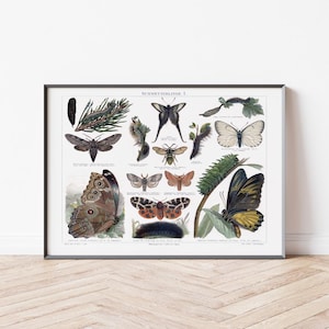 Póster Vintage Mariposas 1 | insectos