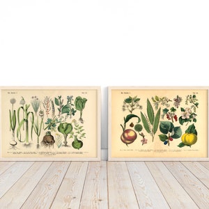 Poster Set Garten  | Vintage Botanik Bilder