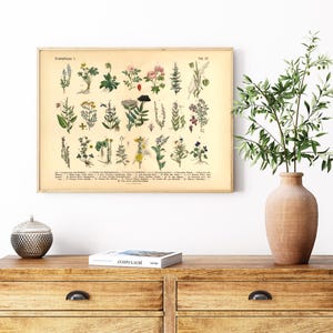 Vintage Poster mit botanischer Illustration von Kräutern und Arzneipflanzen aus dem 19. Jahrhundert, gedruckt auf 200 g/m² Fineart-Papier – ideal als Wanddeko oder Lernhilfe.