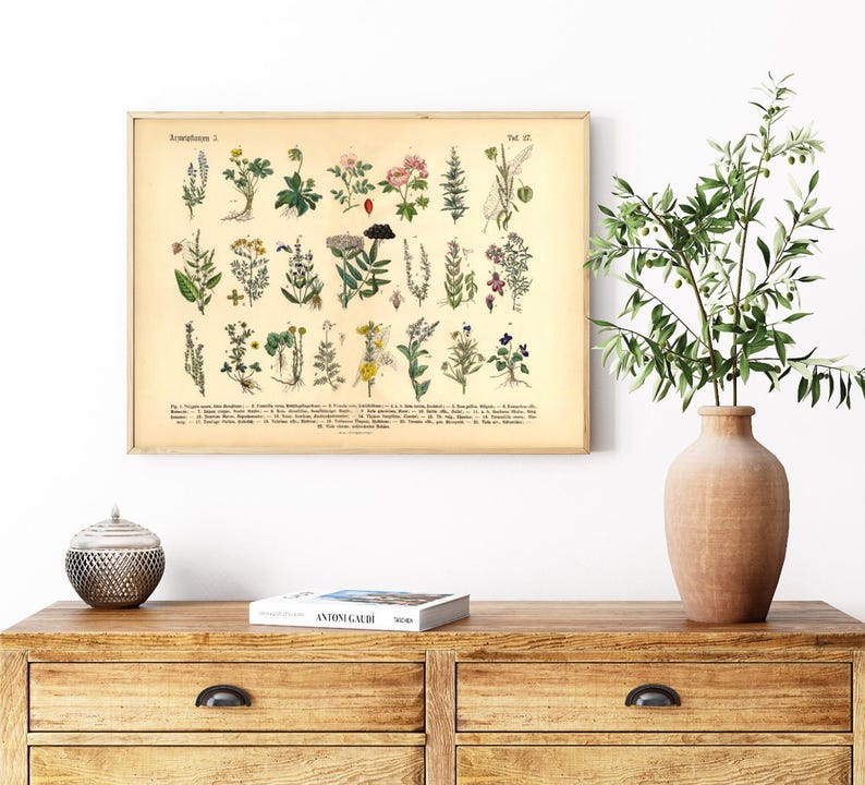 Vintage Poster mit botanischer Illustration von Kräutern und Arzneipflanzen aus dem 19. Jahrhundert, gedruckt auf 200 g/m² Fineart-Papier – ideal als Wanddeko oder Lernhilfe.