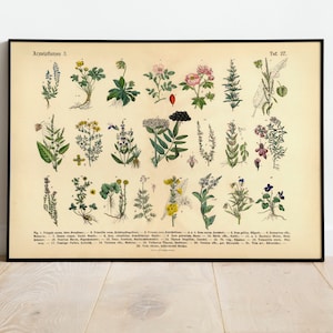 Herbs & Medicinal Plants Poster | Picture Vintage Illustration 3