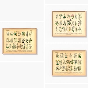 Vintage Poster mit botanischer Illustration – Heilpflanzen und Kräuter im historischen Stil als Fineart-Druck auf hochwertigem Papier