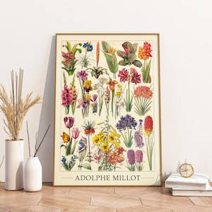 Affiche vintage Fleurs 1 | Plantes Adolphe Millot