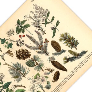 Diese vintage Lithographie Poster, im viktorianischen Stil, von Pflanzen, Früchten und Bäumen aus dem Wald sind die dritte und vierte Illustration aus dem Lehrbuch der praktischen Pflanzenkunde in Wort und Bild von 1886.