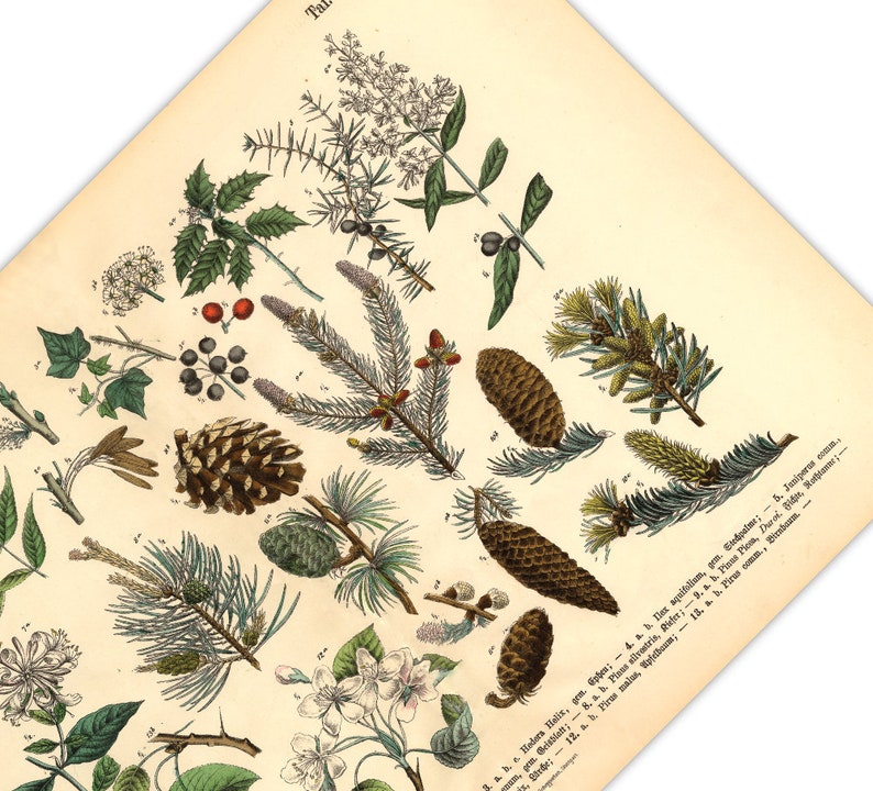 Diese vintage Lithographie Poster, im viktorianischen Stil, von Pflanzen, Früchten und Bäumen aus dem Wald sind die dritte und vierte Illustration aus dem Lehrbuch der praktischen Pflanzenkunde in Wort und Bild von 1886.