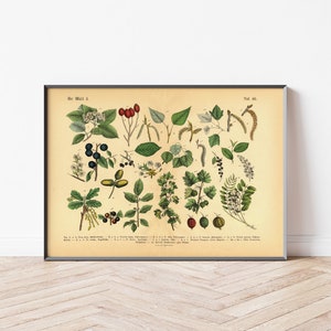 Diese vintage Lithographie Poster, im viktorianischen Stil, von Pflanzen, Früchten und Bäumen aus dem Wald sind die dritte und vierte Illustration aus dem Lehrbuch der praktischen Pflanzenkunde in Wort und Bild von 1886.
