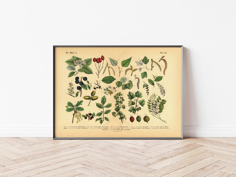 Diese vintage Lithographie Poster, im viktorianischen Stil, von Pflanzen, Früchten und Bäumen aus dem Wald sind die dritte und vierte Illustration aus dem Lehrbuch der praktischen Pflanzenkunde in Wort und Bild von 1886.