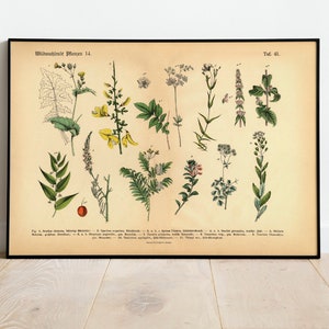 Wild Plants Poster | Vintage illustration 14 flowers