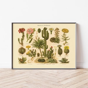 Vintage Poster Pflanzen | Kakteen Botanik