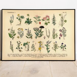 Vintage Poster mit botanischer Illustration von Kräutern und Arzneipflanzen aus dem 19. Jahrhundert, gedruckt auf 200 g/m² Fineart-Papier – ideal als Wanddeko oder Lernhilfe.