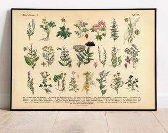 Vintage botanical illustration | Poster of medicinal plants 3