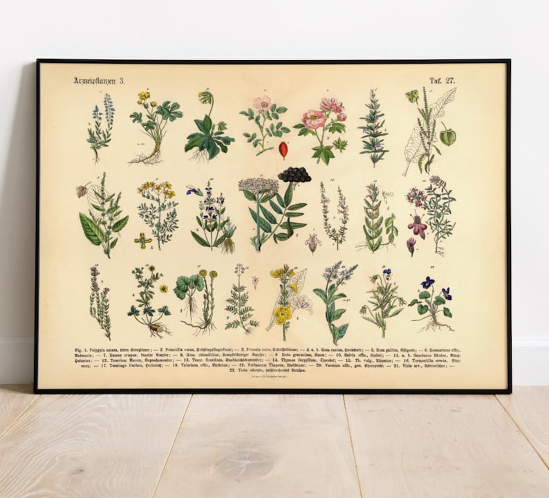 Vintage Poster mit botanischer Illustration von Kräutern und Arzneipflanzen aus dem 19. Jahrhundert, gedruckt auf 200 g/m² Fineart-Papier – ideal als Wanddeko oder Lernhilfe.