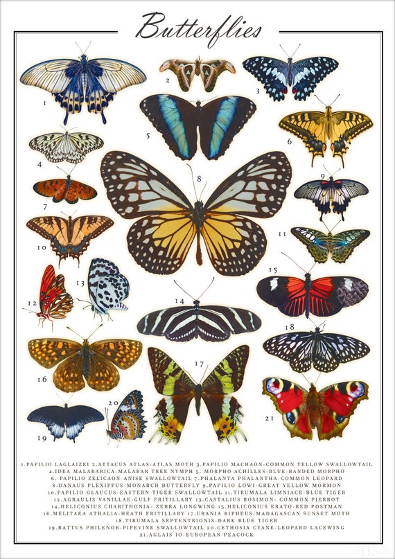 English Butterfly Names