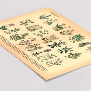 Vintage Poster mit botanischer Illustration – Heilpflanzen und Kräuter im historischen Stil als Fineart-Druck auf hochwertigem Papier