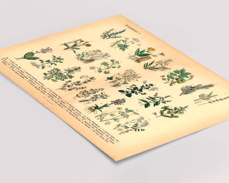 Vintage Poster mit botanischer Illustration – Heilpflanzen und Kräuter im historischen Stil als Fineart-Druck auf hochwertigem Papier