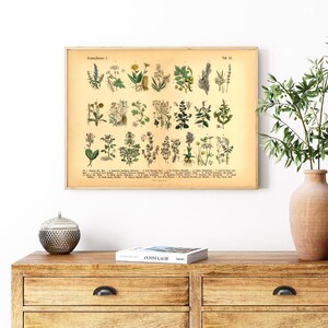 Vintage Poster mit botanischer Illustration – Heilpflanzen und Kräuter im historischen Stil als Fineart-Druck auf hochwertigem Papier