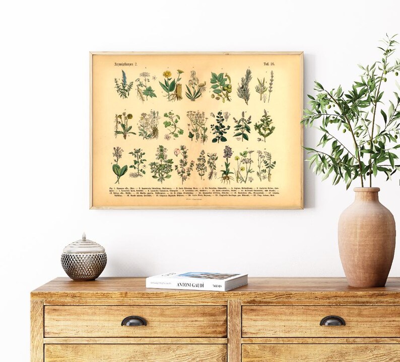Vintage Poster mit botanischer Illustration – Heilpflanzen und Kräuter im historischen Stil als Fineart-Druck auf hochwertigem Papier
