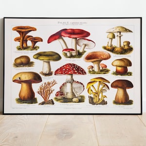 Vintage Mushrooms Poster | Picture poisonous mushrooms, illustration from 1896