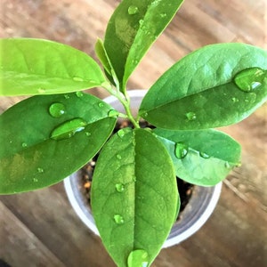Somente para pré-encomenda* Mudas de graviola (guanabana)