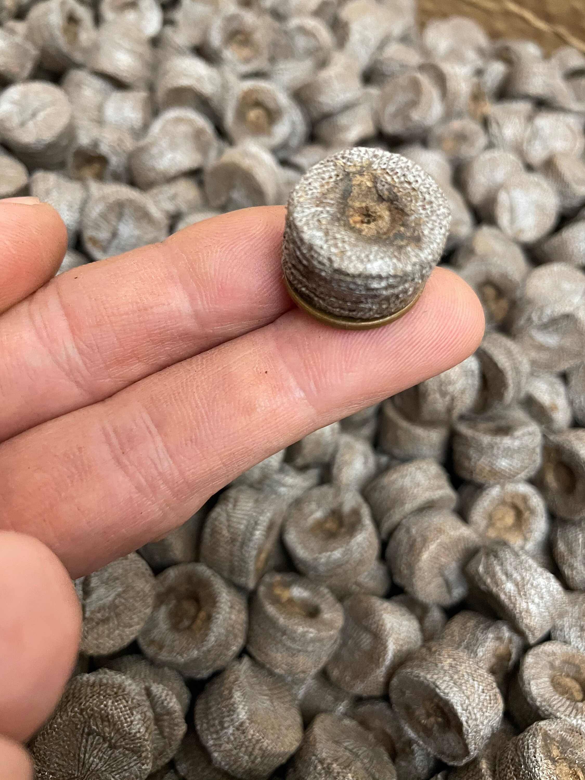 Jiffy Peat Pellets 18mm for Seed Starting Grow Seeds Etsy Canada