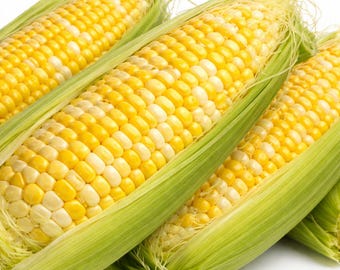 Ambrosia Sweet Corn Seeds | Bi-Color Hybrid | 75 Days | High Germination| Pick Quantity