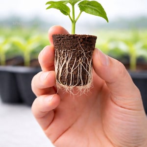 May include: A small plant with green leaves and a visible root system is held in a hand. The plant is in a dark brown soil block. The roots are white and spread out. The background shows other plants in black containers.