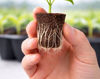 Root Riot Propagation Cubes for Cuttings & Seedlings | Pick Quantity