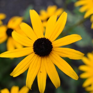 3 Photos Black Eyed Susan Photograph Digital Download