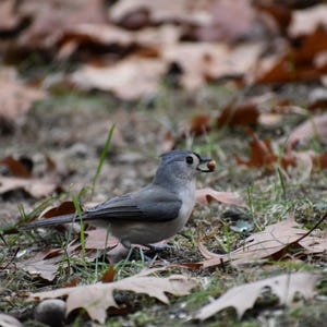Tufted Titmouse with Seed in Mouth