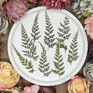 Dried flowers | Ferns natural green | 12 pieces | Pressed leaves for resin art | DIY | Candles | Jewelry | Scrapbooking | Decoration