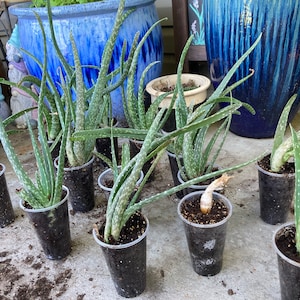 4” Aloe Vera potted plant