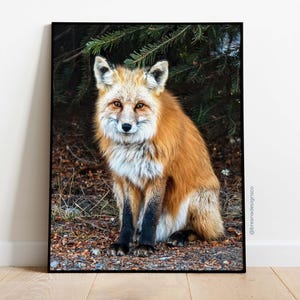 Fox | Fine Art Wildlife Photography Print | Picture | 8.5x11 inch | Home Decor