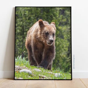 Grizzly Bear Cub on Hill | Fine Art Wildlife Photography Print | Picture | 8.5x11 inch | Home Decor
