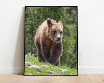 399's Legacy: Grizzly 610 & Bear Cubs Print - Grand Teton National