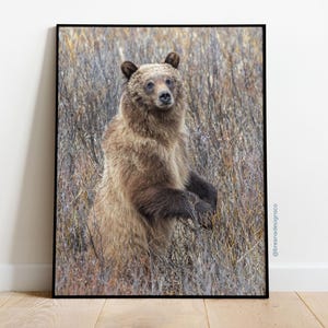 Grizzly Bear in the Brush | Fine Art Wildlife Photography Print | Picture | 8.5x11 inch | Home Decor