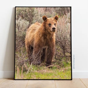 Grizzly Bear Cub in the Brush | Fine Art Wildlife Photography Print | Picture | 8.5x11 inch | Home Decor