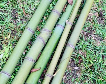 Bamboo