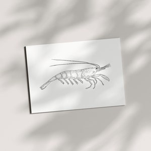 Camarones postal | DIN A6 | Mar del Norte | Ilustración | Camarones de postal