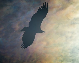 The vulture, flight in fog - Color Photography - Parc du Sobrarbe - Pyrenees - Spain