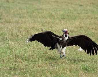 Two steps of vulture dance - Color photography - Massai Mara - Kenya - In of Africa series