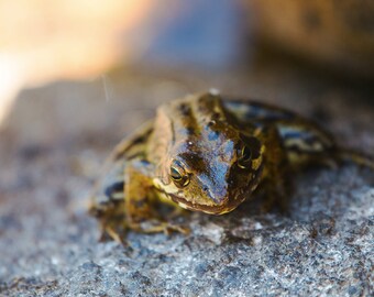 The Frog - Color Photography - Sobrarbe Park - Pyrenees - Spain