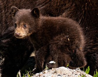 Baby Bear Cub - Nature Fine Art Photography Print