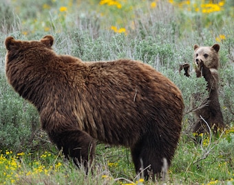 Bear Cub Showing Off - Nature Fine Art Photography Print