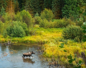 Rainbow & Moose - Nature Fine Art Photography Print