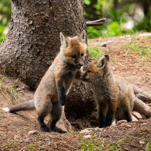 Fox Kit Playtime - Nature Fine Art Photography Print