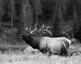 Elk Bugle At Sunset - Nature Fine Art Photography Print