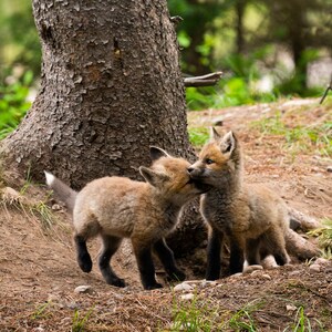 Fox Kit Siblings  - Nature Fine Art Photography Print, Gift Idea, Cute Animals