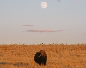 Bison Moon Antelope  - Nature Fine Art Photography Print, Gift Idea, Buffalo, Desert Art