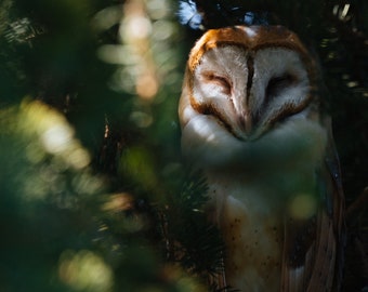 Sleepy Barn Owl - Nature Fine Art Photography Print, Gift Idea, Bird Photo, Pine Tree