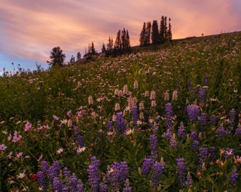 Widflower Sunset - Nature Fine Art Photography Print, Gift Idea, Mountain Art, Home
